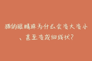 猫的眼睛珠为什么会变大变小、甚至变成细线状?