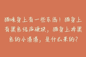 猫咪身上有一些东西!猫身上有黑色结痂硬块,猫身上掉黑色的小渣渣,是什么来的?