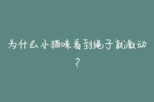 为什么小猫咪看到绳子就激动?