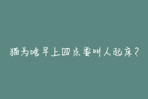 猫为啥早上四点要叫人起床?
