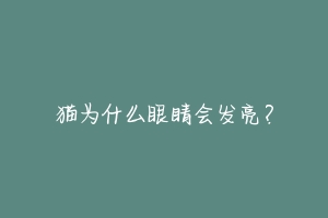 猫为什么眼睛会发亮?