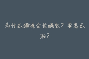为什么猫咪会长螨虫?要怎么治?