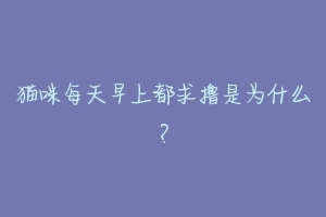 猫咪每天早上都求撸是为什么?