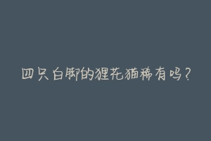 四只白脚的狸花猫稀有吗?