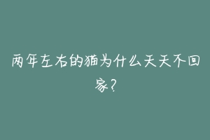 两年左右的猫为什么天天不回家?