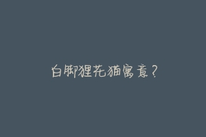 白脚狸花猫寓意？