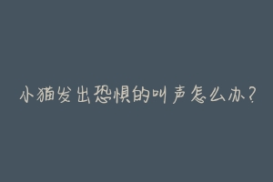 小猫发出恐惧的叫声怎么办?