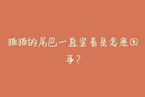猫猫的尾巴一直竖着是怎麽回事?