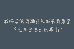 我怀孕的母猫突然躲在角落里不出来是怎么回事儿?