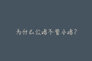 为什么公鸡不管小鸡?