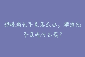 猫咪消化不良怎么办,猫消化不良吃什么药?