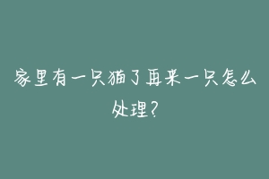 家里有一只猫了再来一只怎么处理?