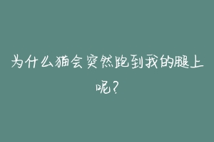 为什么猫会突然跑到我的腿上呢?