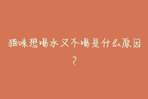 猫咪想喝水又不喝是什么原因?