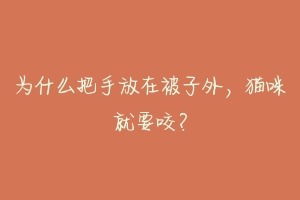 为什么把手放在被子外,猫咪就要咬?