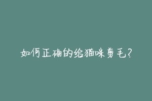 如何正确的给猫咪剪毛?