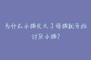 为什么小猫长大了母猫就开始讨厌小猫？
