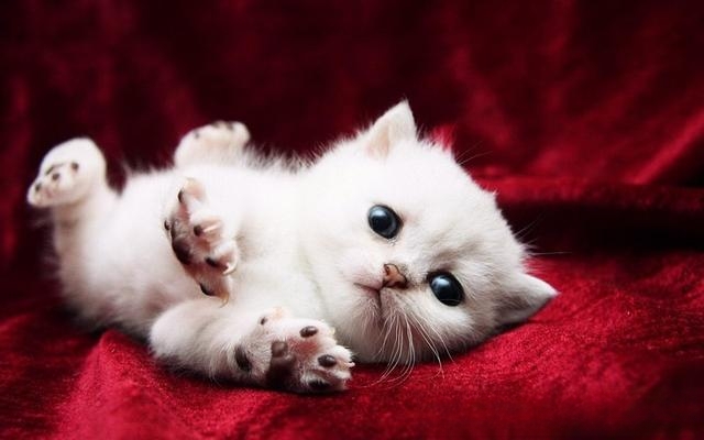 小猫总是一吃完饭就流眼泪怎么办?