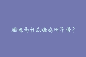猫咪为什么嗷呜叫不停?