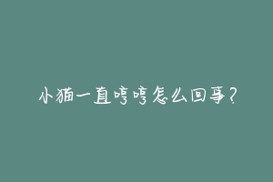 小猫一直哼哼怎么回事?