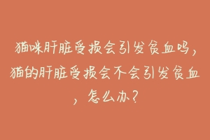 猫咪肝脏受损会引发贫血吗，猫的肝脏受损会不会引发贫血，怎么办？