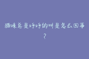 猫咪总是呼呼的叫是怎么回事?