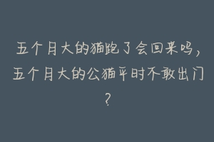 五个月大的猫跑了会回来吗，五个月大的公猫平时不敢出门？