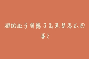 猫的肚子骨露了出来是怎么回事?