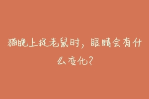 猫晚上捉老鼠时，眼睛会有什么变化？