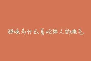 猫咪为什么喜欢舔人的腋毛