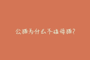 公猫为什么不碰母猫?