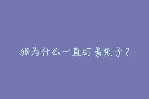 猫为什么一直盯着兔子？