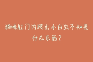 猫咪肛门内爬出小白虫不知是什么东西？