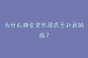为什么猫会突然用爪子扑我的脸?