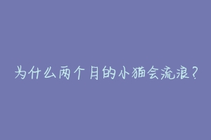 为什么两个月的小猫会流浪？