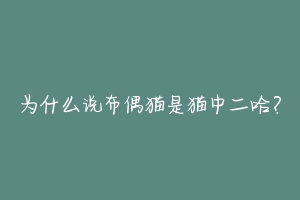 为什么说布偶猫是猫中二哈?