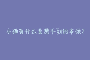 小猫有什么意想不到的本领?