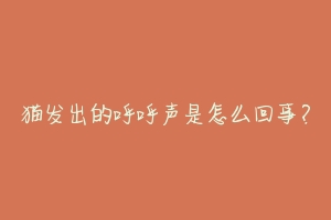 猫发出的呼呼声是怎么回事?
