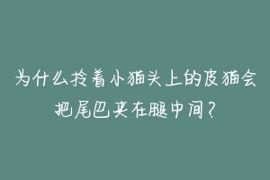 为什么拎着小猫头上的皮猫会把尾巴夹在腿中间?