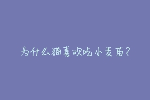 为什么猫喜欢吃小麦苗?