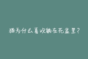 猫为什么喜欢躺在花盆里?