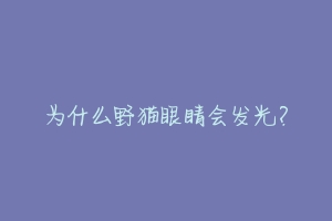 为什么野猫眼睛会发光?