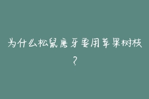 为什么松鼠磨牙要用苹果树枝?