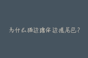 为什么猫边蹭你边摇尾巴?