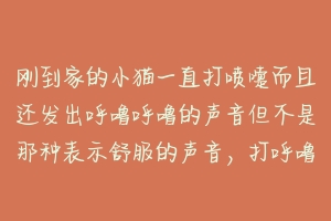 刚到家的小猫一直打喷嚏而且还发出呼噜呼噜的声音但不是那种表示舒服的声音,打呼噜的声音很大而且一直不?