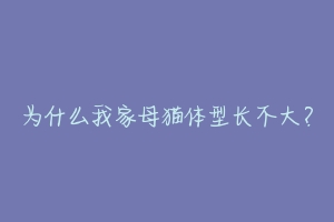 为什么我家母猫体型长不大?