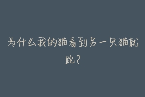 为什么我的猫看到另一只猫就跑?