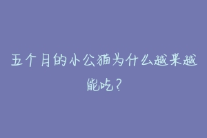 五个月的小公猫为什么越来越能吃?