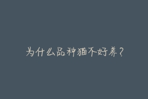 为什么品种猫不好养?
