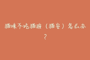 猫咪不吃猫胺（猫安）怎么办？